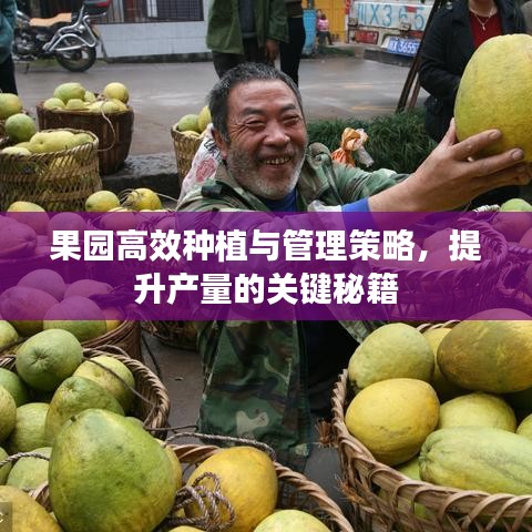 果园高效种植与管理策略，提升产量的关键秘籍