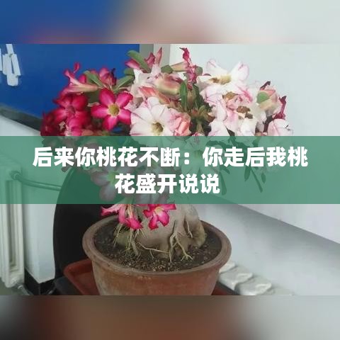 后来你桃花不断：你走后我桃花盛开说说 