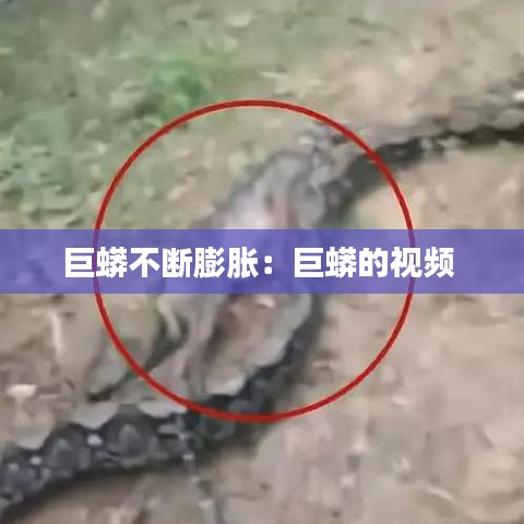 巨蟒不断膨胀：巨蟒的视频 