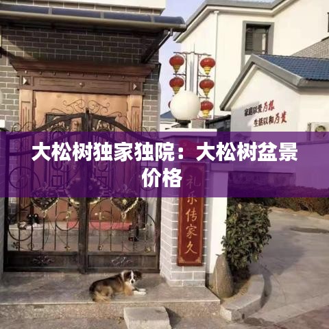 大松树独家独院：大松树盆景价格 