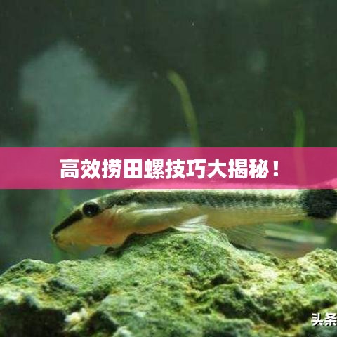 高效捞田螺技巧大揭秘！