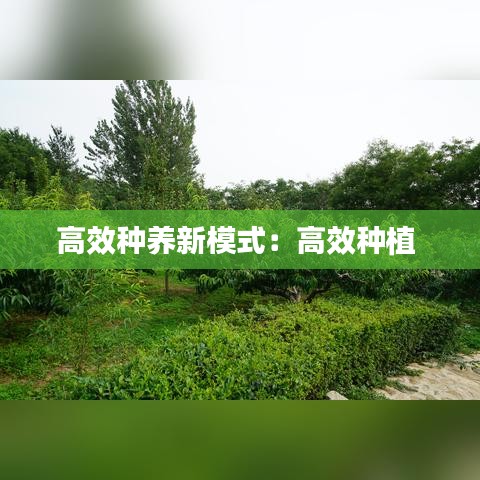 高效种养新模式：高效种植 
