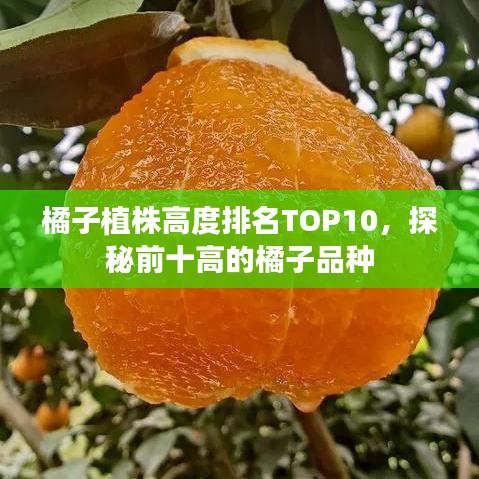 橘子植株高度排名TOP10，探秘前十高的橘子品种