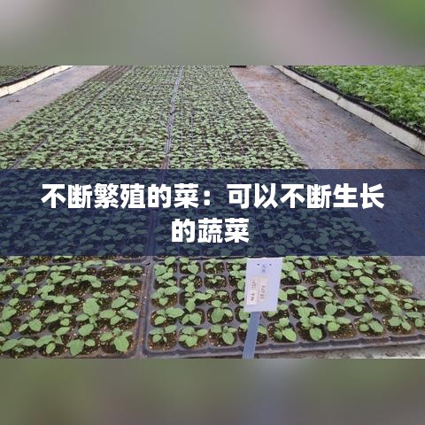 不断繁殖的菜：可以不断生长的蔬菜 