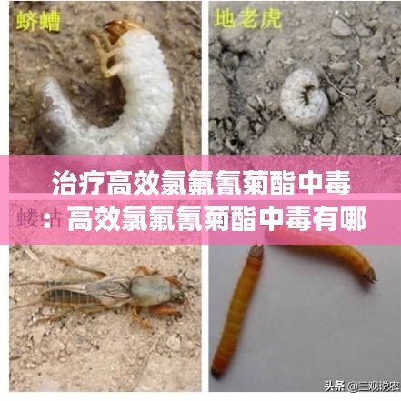 治疗高效氯氟氰菊酯中毒：高效氯氟氰菊酯中毒有哪些表现 