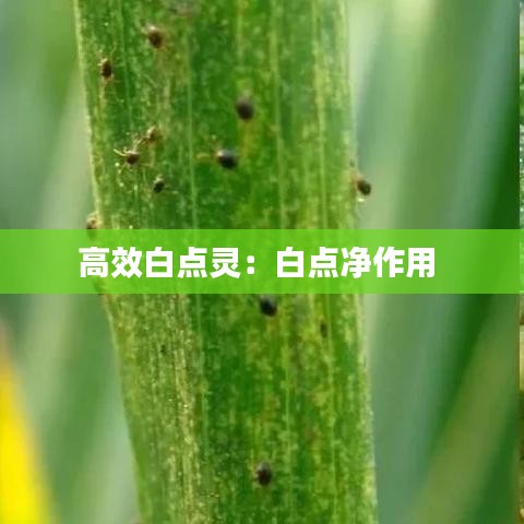 高效白点灵：白点净作用 