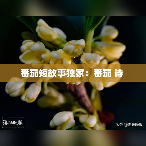 番茄短故事独家：番茄 诗 
