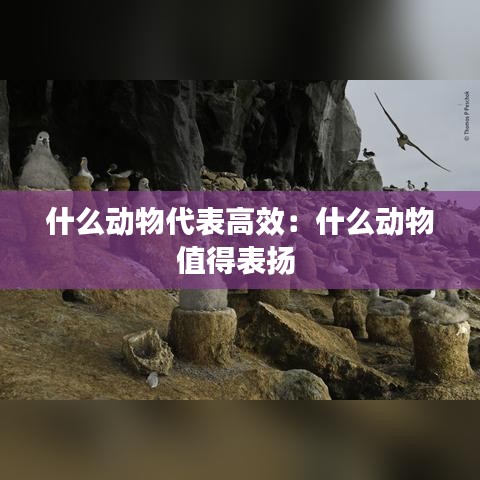 什么动物代表高效：什么动物值得表扬 