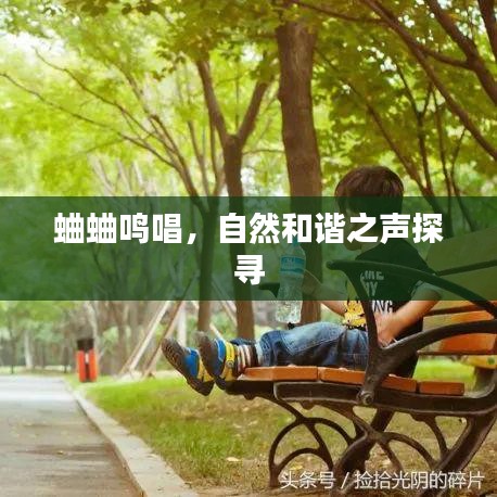 蛐蛐鸣唱，自然和谐之声探寻