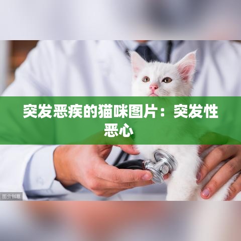 突发恶疾的猫咪图片：突发性恶心 