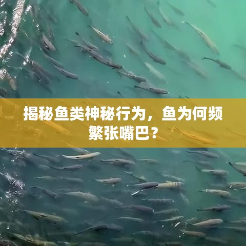 揭秘鱼类神秘行为，鱼为何频繁张嘴巴？
