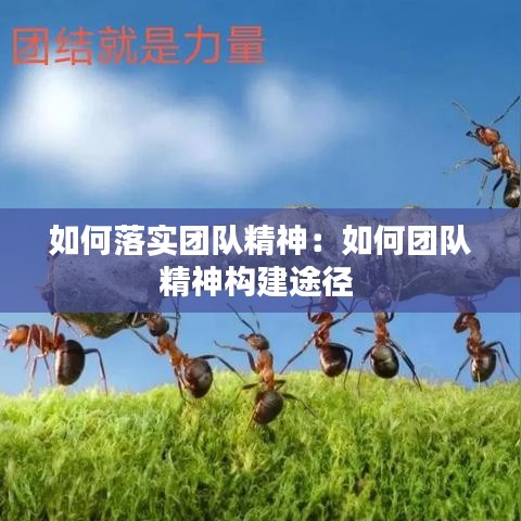如何落实团队精神：如何团队精神构建途径 