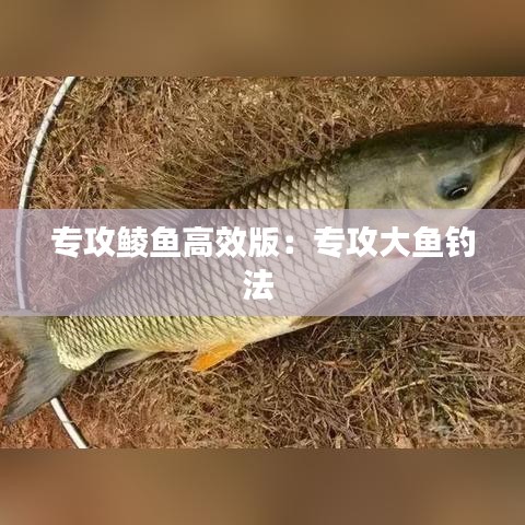 专攻鲮鱼高效版：专攻大鱼钓法 