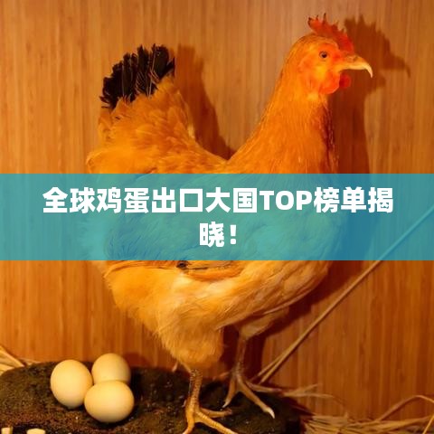 全球鸡蛋出口大国TOP榜单揭晓！