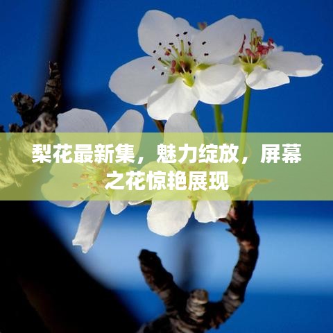梨花最新集，魅力绽放，屏幕之花惊艳展现