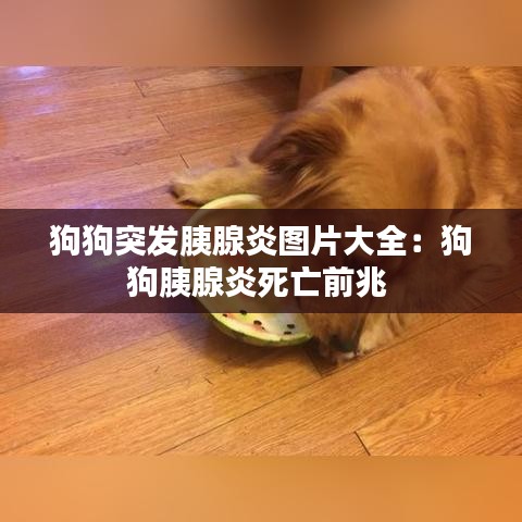 狗狗突发胰腺炎图片大全：狗狗胰腺炎死亡前兆 