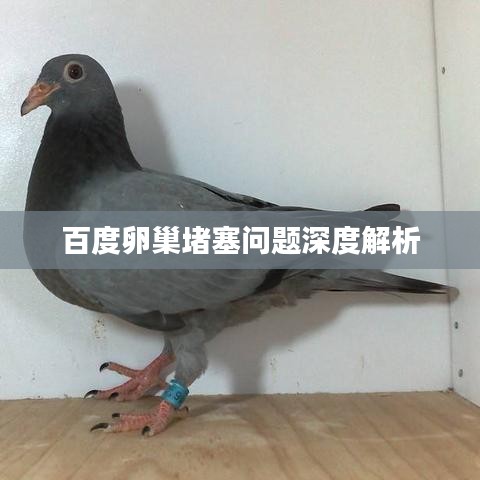 百度卵巢堵塞问题深度解析