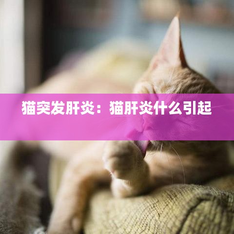 猫突发肝炎：猫肝炎什么引起 
