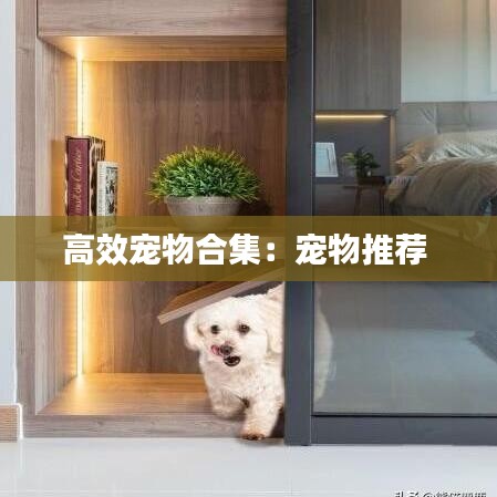 高效宠物合集：宠物推荐 