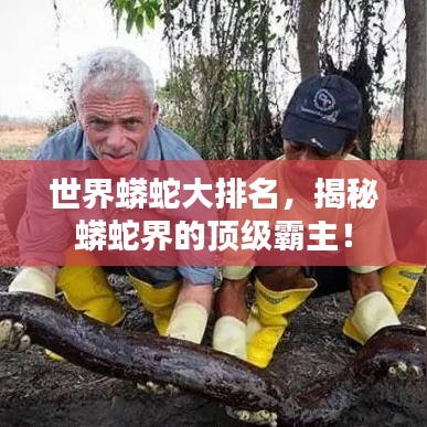世界蟒蛇大排名，揭秘蟒蛇界的顶级霸主！