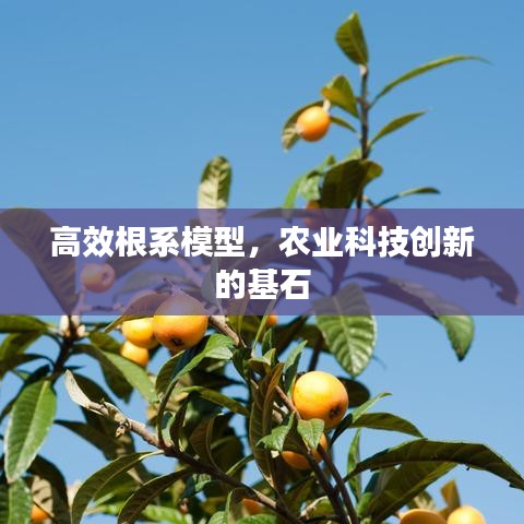 高效根系模型，农业科技创新的基石