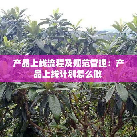 产品上线流程及规范管理：产品上线计划怎么做 
