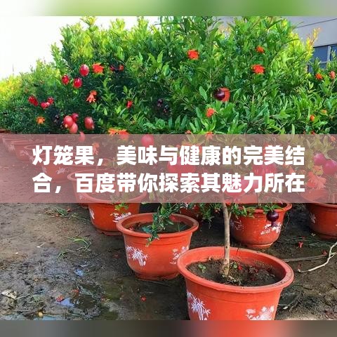 灯笼果，美味与健康的完美结合，百度带你探索其魅力所在！