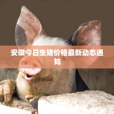 安徽今日生猪价格最新动态通知