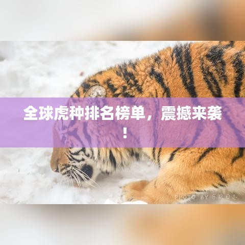 全球虎种排名榜单，震撼来袭！