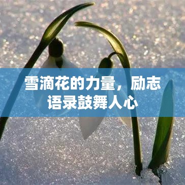 雪滴花的力量，励志语录鼓舞人心