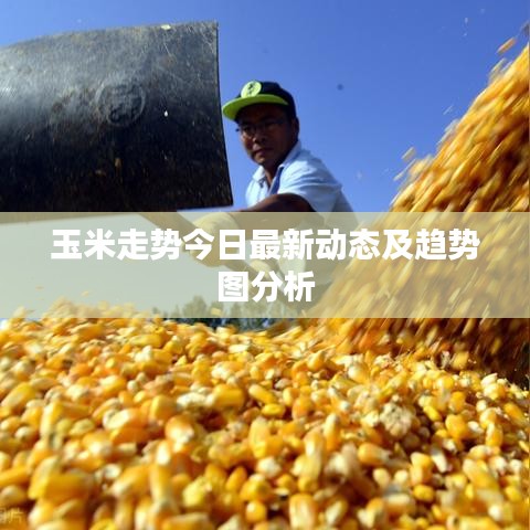 玉米走势今日最新动态及趋势图分析