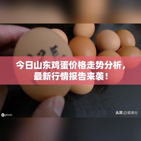 今日山东鸡蛋价格走势分析，最新行情报告来袭！