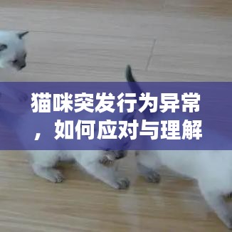猫咪突发行为异常，如何应对与理解猫咪的突然抓狂行为？