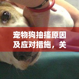宠物狗抽搐原因及应对措施，关爱与照顾指南