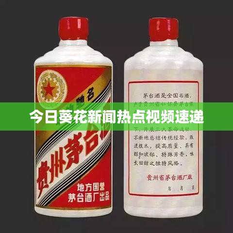 今日葵花新闻热点视频速递