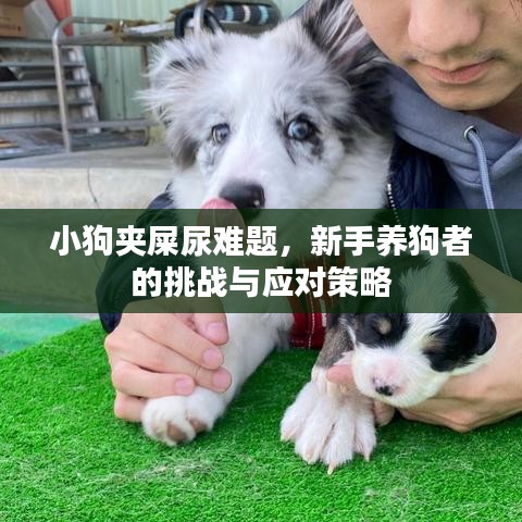 小狗夹屎尿难题，新手养狗者的挑战与应对策略