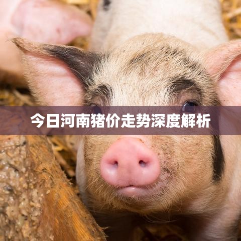 今日河南猪价走势深度解析