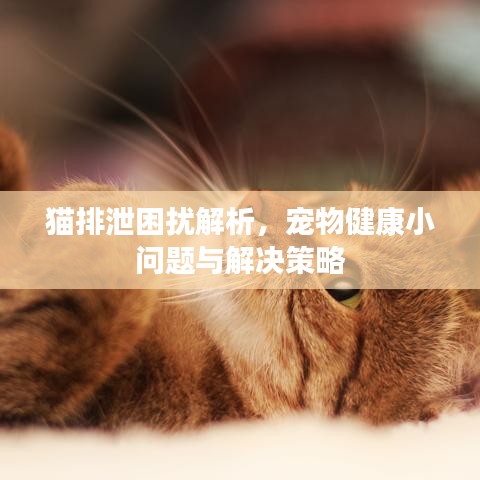 猫排泄困扰解析，宠物健康小问题与解决策略