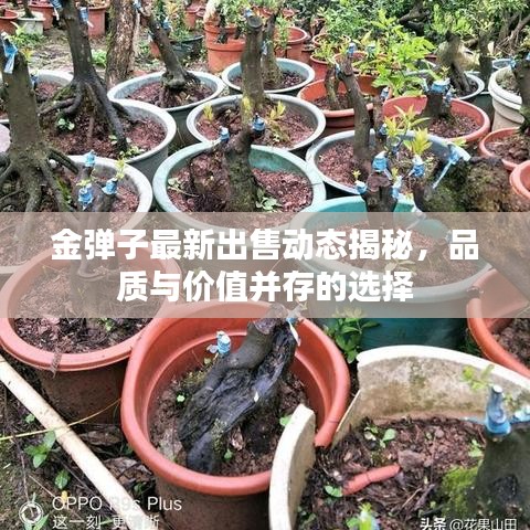 金弹子最新出售动态揭秘，品质与价值并存的选择