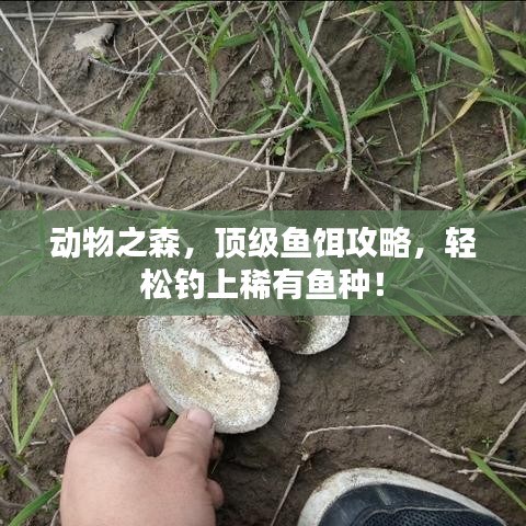 动物之森，顶级鱼饵攻略，轻松钓上稀有鱼种！