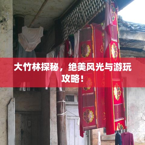 大竹林探秘，绝美风光与游玩攻略！
