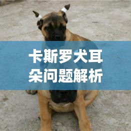 卡斯罗犬耳朵问题解析，应对方法及不断耳探讨