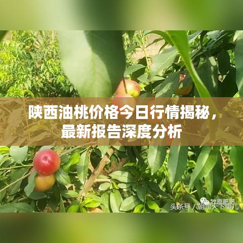 陕西油桃价格今日行情揭秘，最新报告深度分析