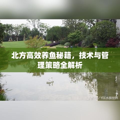 北方高效养鱼秘籍，技术与管理策略全解析