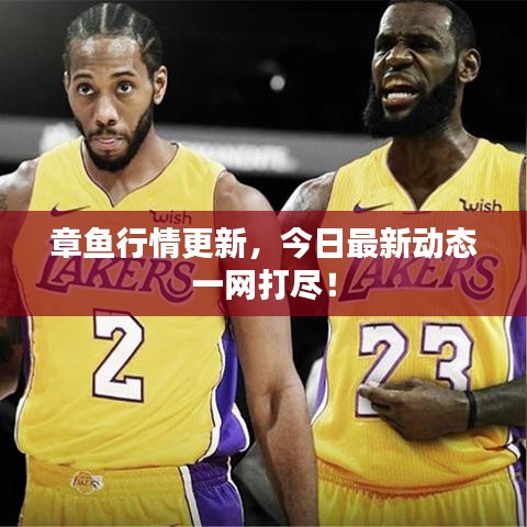 章鱼行情更新，今日最新动态一网打尽！
