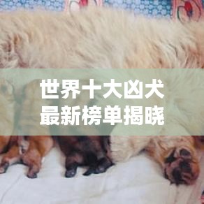 世界十大凶犬最新榜单揭晓！