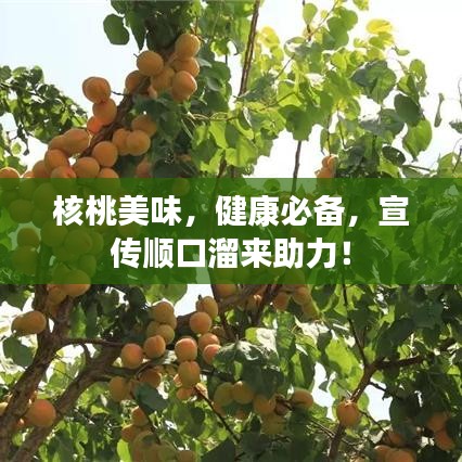 核桃美味，健康必备，宣传顺口溜来助力！