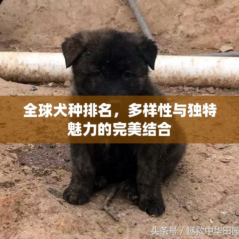 全球犬种排名，多样性与独特魅力的完美结合