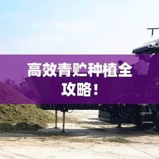 云龙井蛙