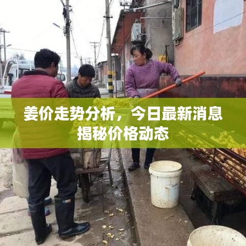 姜价走势分析，今日最新消息揭秘价格动态